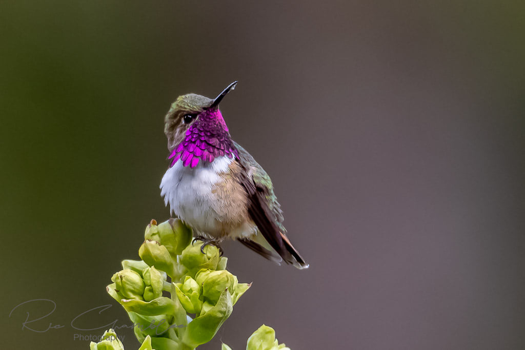 Jardín Botánico de Vallarta